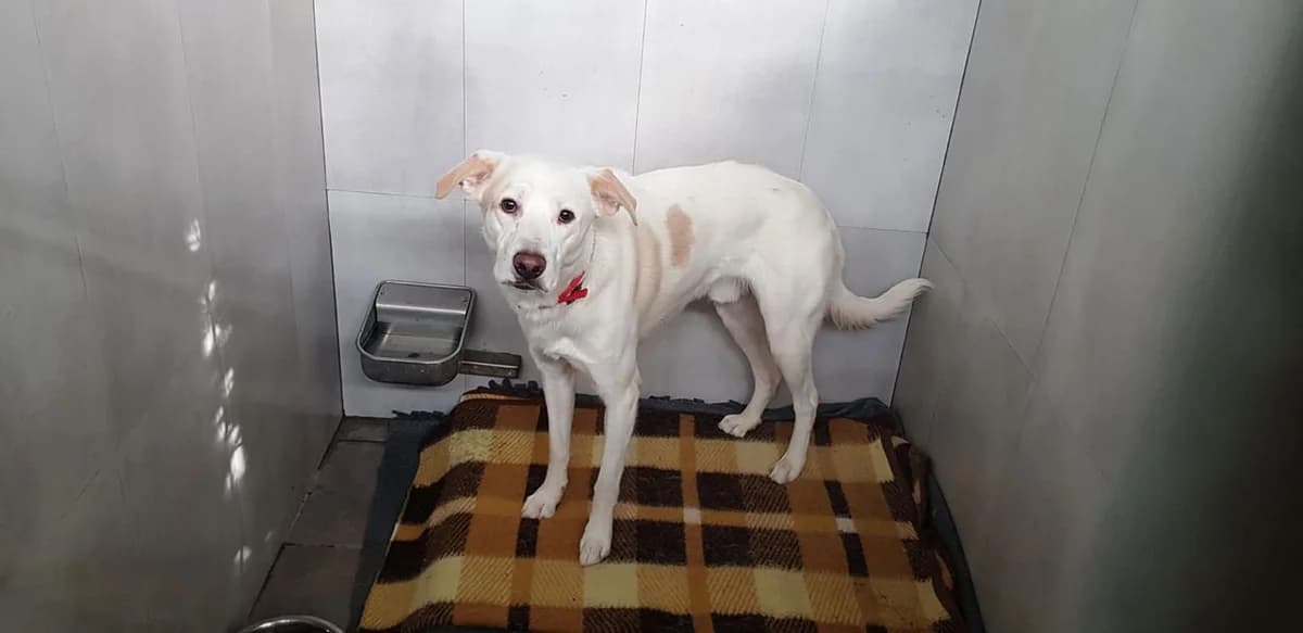 Txapas, male young Mixed Breed for adoption at Tierhilfe Arme Pfoten, Arme Pfoten