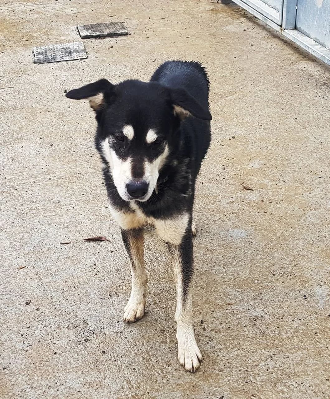 Alfa, male 4yo Husky for adoption at Tierhilfe Arme Pfoten, Arme Pfoten