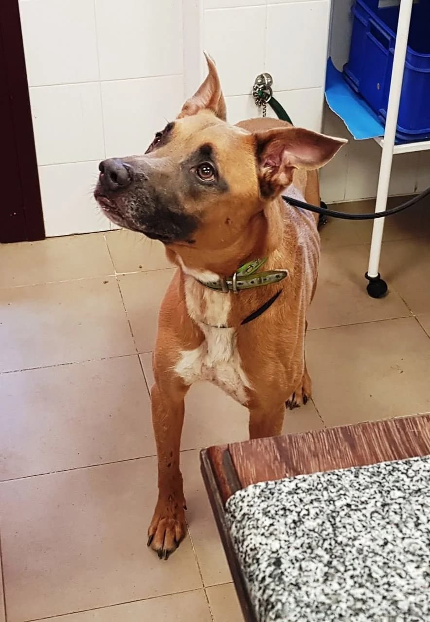 Arco, male 5yo Belgian Malinois for adoption at Tierhilfe Arme Pfoten, Arme Pfoten