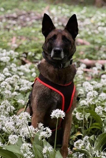 Unico, male 4yo Belgian Malinois for adoption at Tierhilfe Arme Pfoten, Arme Pfoten