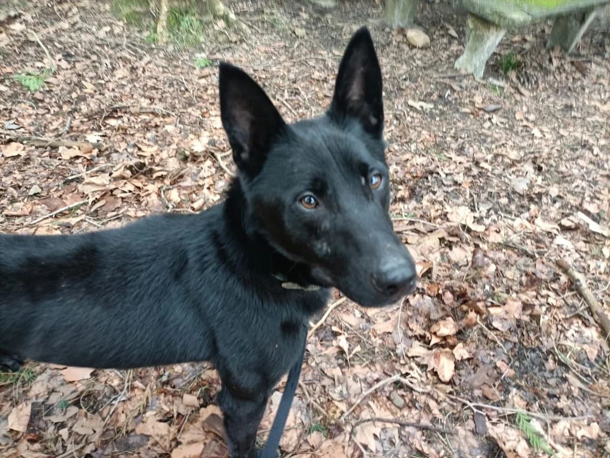 Fito, weiss male young Belgian Malinois for adoption at Tierhilfe Arme Pfoten, Arme Pfoten
