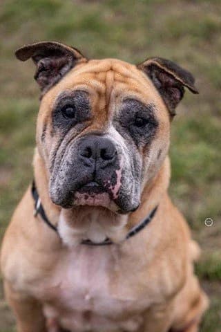 Gizmo, weiss male puppy Mixed Breed for adoption at Tierhilfe Arme Pfoten, Arme Pfoten