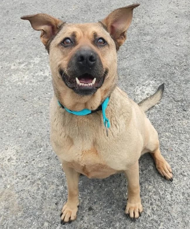 Keña, female 6yo Mixed Breed for adoption at Tierhilfe Arme Pfoten, Arme Pfoten