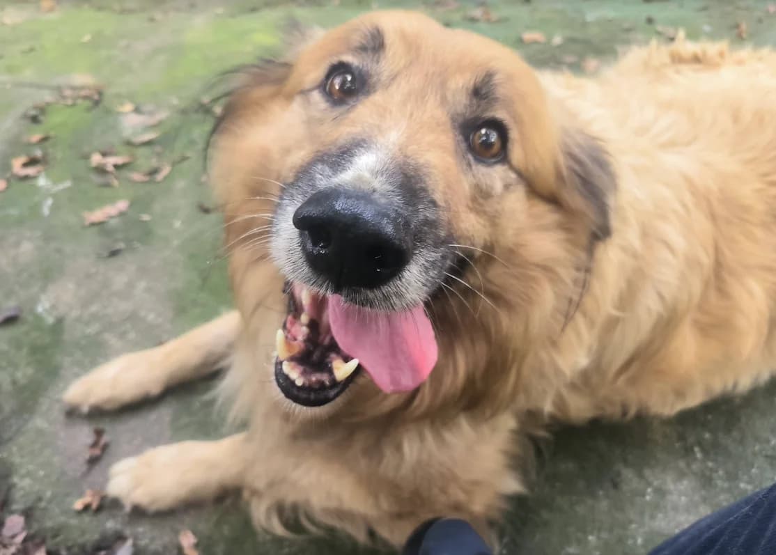 Pintxo, male senior mixed breed for adoption at Tierhilfe Arme Pfoten, Arme Pfoten