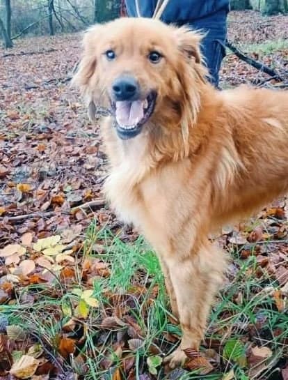 Gorri, male 5yo German Shepherd for adoption at Tierhilfe Arme Pfoten, Arme Pfoten