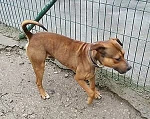 Cobo, male young mixed breed for adoption at Tierhilfe Arme Pfoten, Arme Pfoten