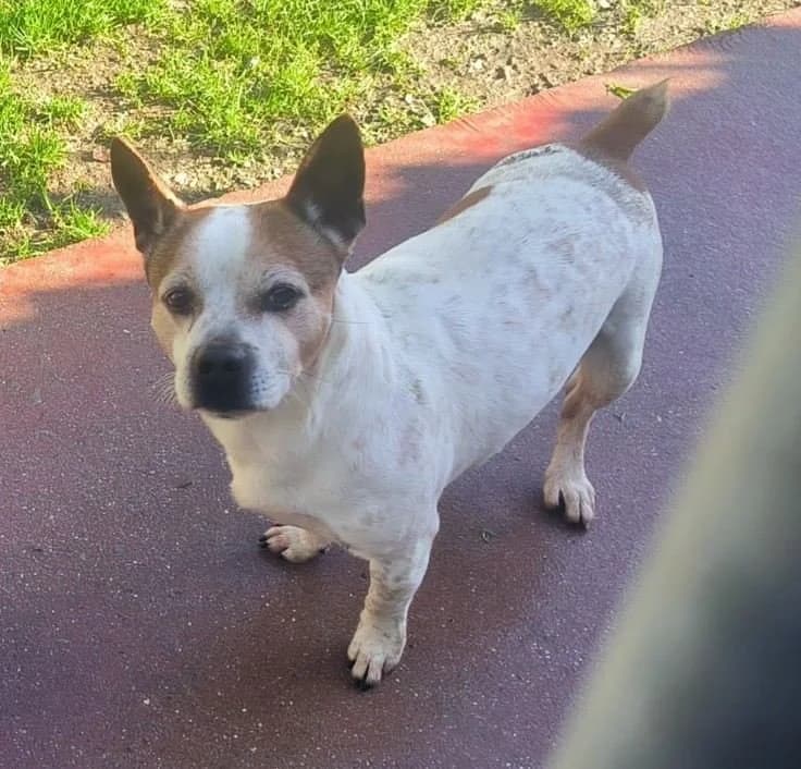 Rocki, male 5yo mixed breed for adoption at Tierhilfe Arme Pfoten, Arme Pfoten