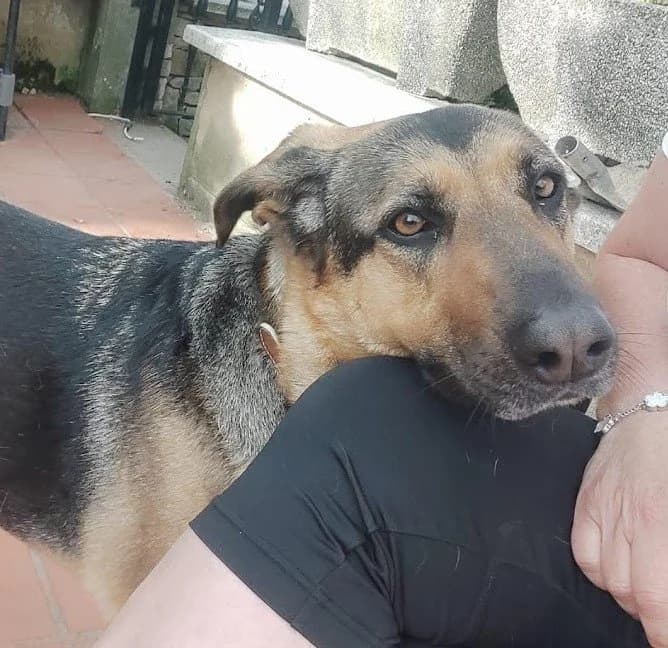 Txika, female 4yo German Shepherd for adoption at Tierhilfe Arme Pfoten, Arme Pfoten