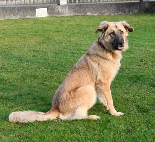 Lori, female young German Shepherd for adoption at Tierhilfe Arme Pfoten, Arme Pfoten