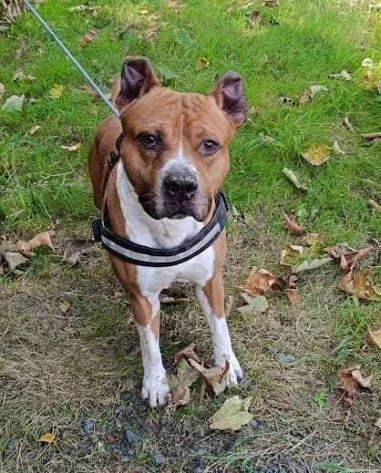 Trolo, male 4yo Mixed Breed for adoption at Tierhilfe Arme Pfoten, Arme Pfoten