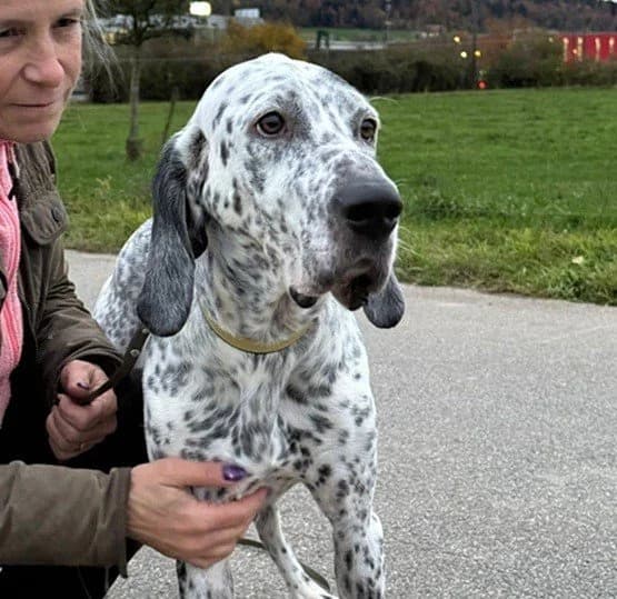 Lur, male 4yo Pointer for adoption at Tierhilfe Arme Pfoten, Arme Pfoten