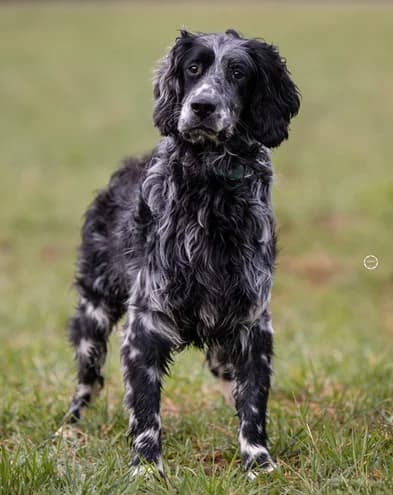 Yuma, male 4yo mixed breed for adoption at Tierhilfe Arme Pfoten, Arme Pfoten