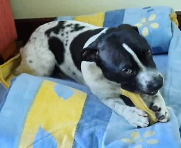Rango, male young Pointer for adoption at Tierhilfe Arme Pfoten, Arme Pfoten