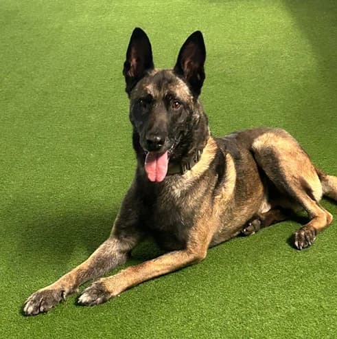 Arush, male 5yo Belgian Malinois for adoption at Tierhilfe Arme Pfoten, Arme Pfoten