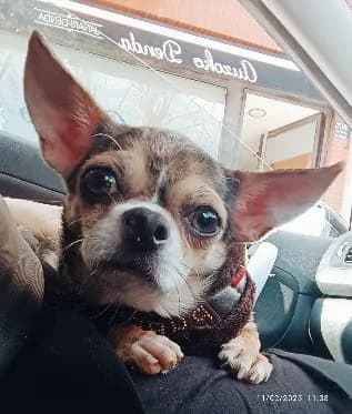 Olivia, female 3yo Chihuahua for adoption at Tierhilfe Arme Pfoten, Arme Pfoten