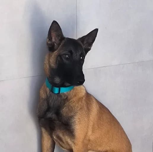 Jesi, female puppy Belgian Malinois for adoption at Tierhilfe Arme Pfoten, Arme Pfoten