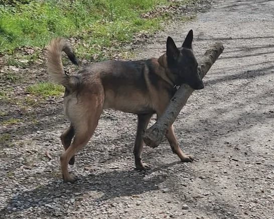 Baki, male puppy Belgian Malinois for adoption at Tierhilfe Arme Pfoten, Arme Pfoten