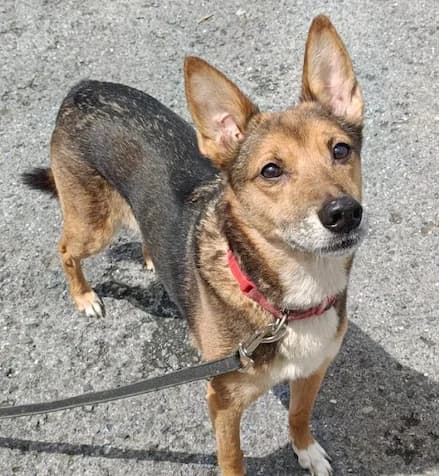 Xena, female 4yo mixed breed for adoption at Tierhilfe Arme Pfoten, Arme Pfoten