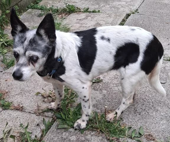 Angie, female senior Jack Russell Terrier for adoption at Tierhilfe Arme Pfoten, Arme Pfoten