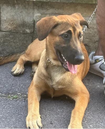 Bretxa, female puppy Belgian Malinois for adoption at Tierhilfe Arme Pfoten, Arme Pfoten
