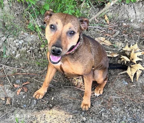 Kira, female young mixed breed for adoption at Tierhilfe Arme Pfoten, Arme Pfoten