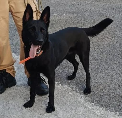 Fita, female puppy Belgian Malinois for adoption at Tierhilfe Arme Pfoten, Arme Pfoten