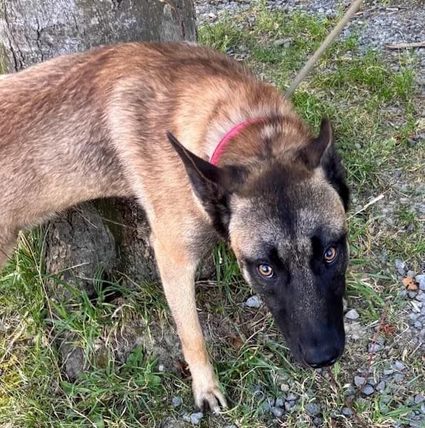Casio, male young Belgian Malinois for adoption at Tierhilfe Arme Pfoten, Arme Pfoten