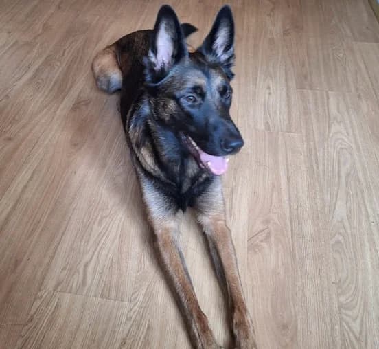 Rex, male young Belgian Malinois for adoption at Tierhilfe Arme Pfoten, Arme Pfoten