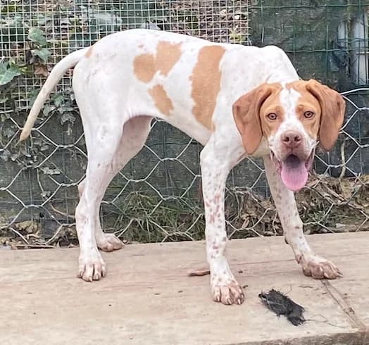 Izzie (Iskar), female puppy Pointer for adoption at Tierhilfe Arme Pfoten, Arme Pfoten