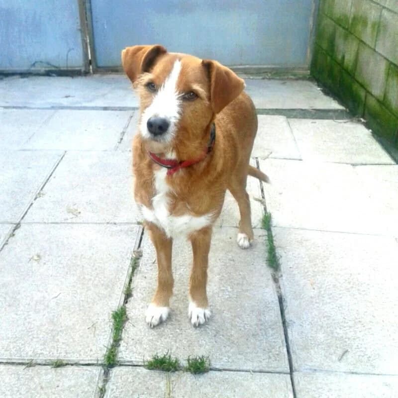 Kuin, male 6yo mixed breed for adoption at Tierhilfe Arme Pfoten, Arme Pfoten