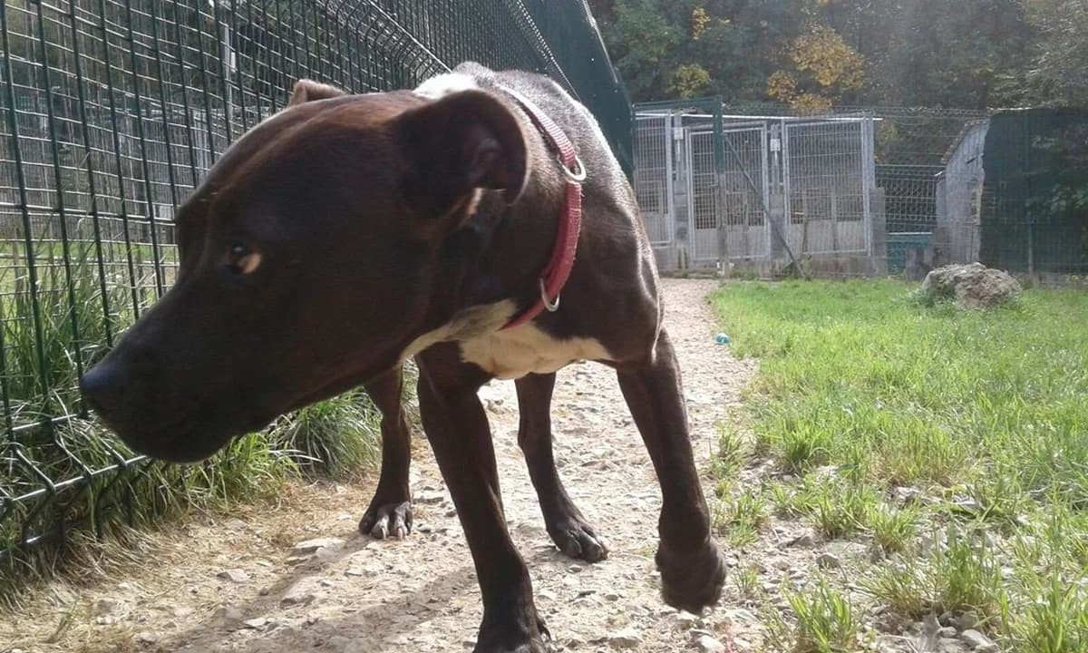 Gary, male young mixed breed for adoption at Tierhilfe Arme Pfoten, Arme Pfoten