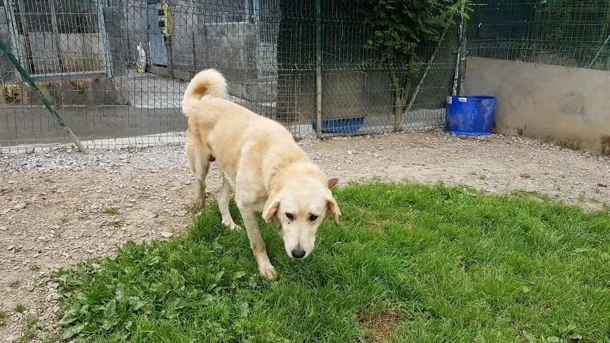 Comandante, male 5yo mixed breed for adoption at Tierhilfe Arme Pfoten, Arme Pfoten