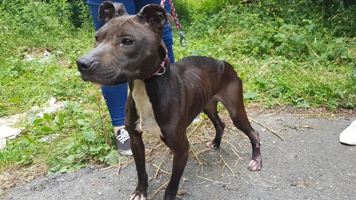 Amparito, female 5yo mixed breed for adoption at Tierhilfe Arme Pfoten, Arme Pfoten