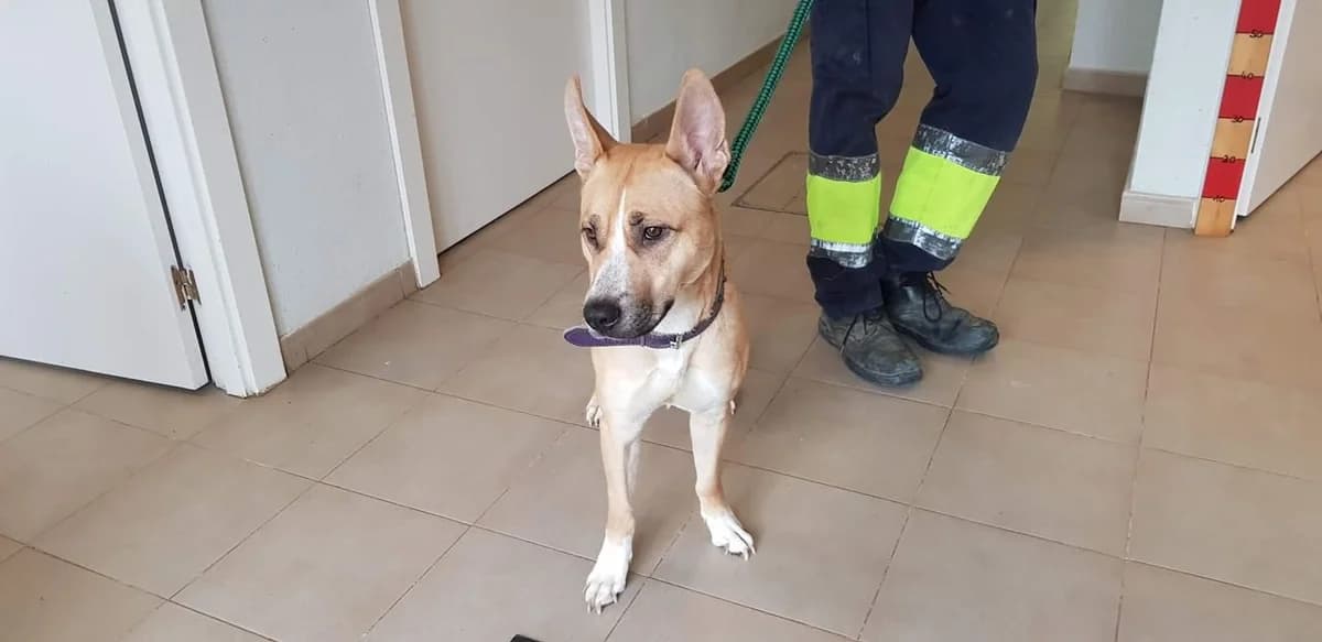 Judie, female young Mixed Breed for adoption at Tierhilfe Arme Pfoten, Arme Pfoten