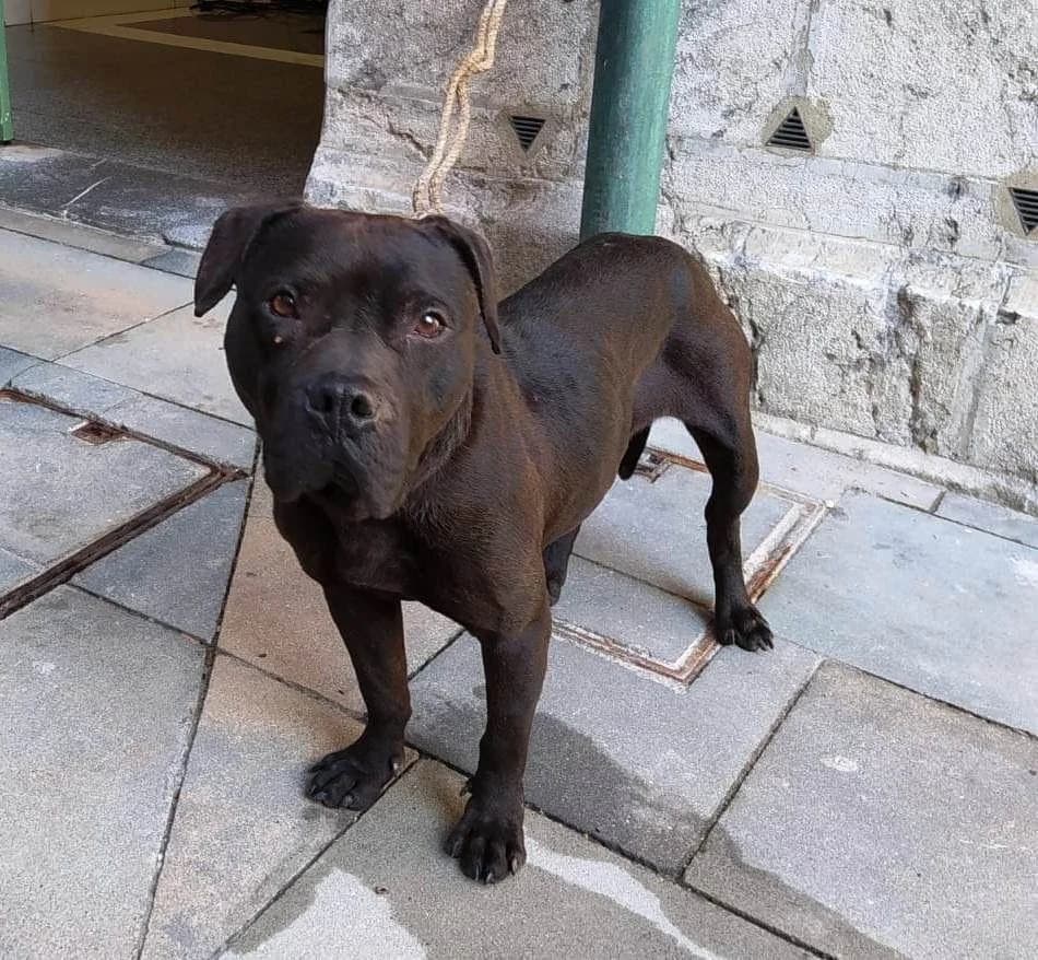 Tiffany, female senior mixed breed for adoption at Tierhilfe Arme Pfoten, Arme Pfoten