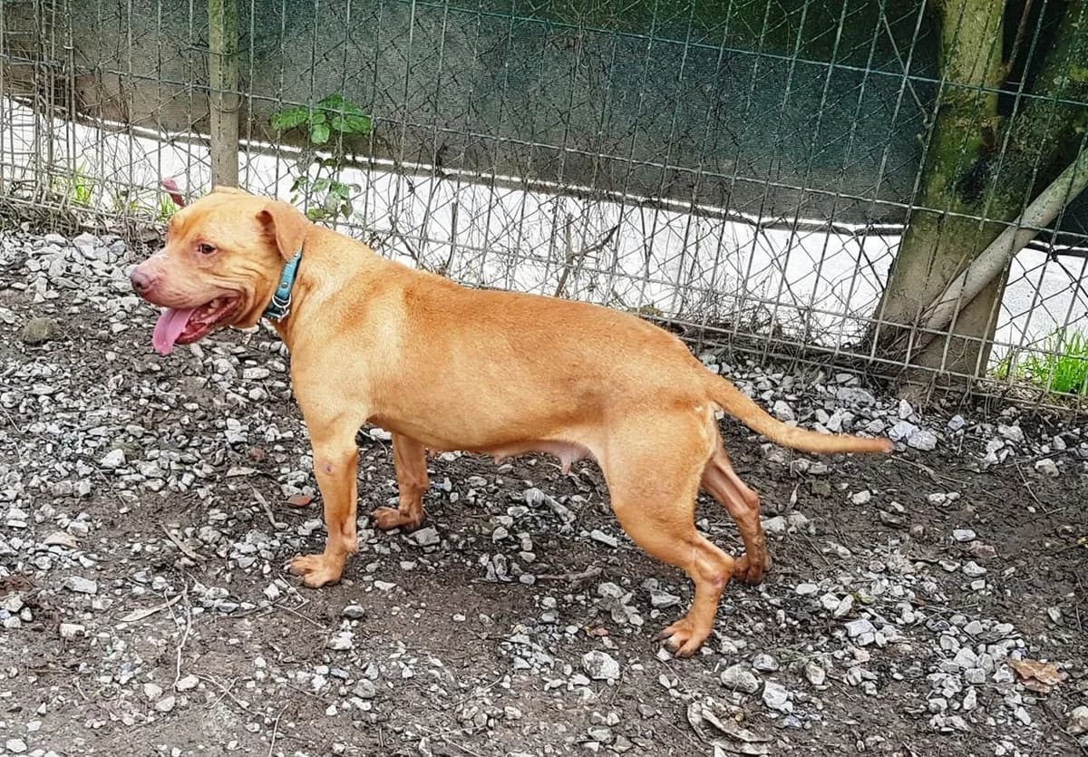 Gaia, female 4yo mixed breed for adoption at Tierhilfe Arme Pfoten, Arme Pfoten