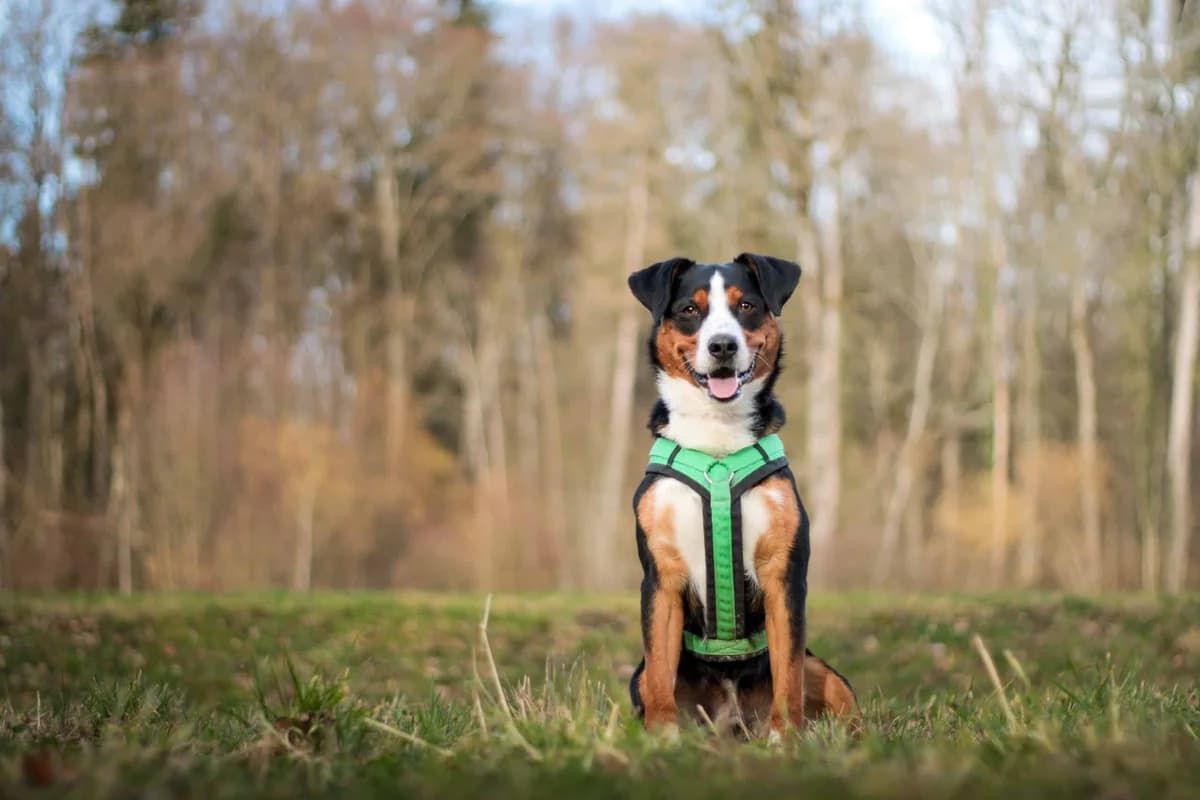 Benny, tricolor male mixed breed for adoption at Berner Tierzentrum