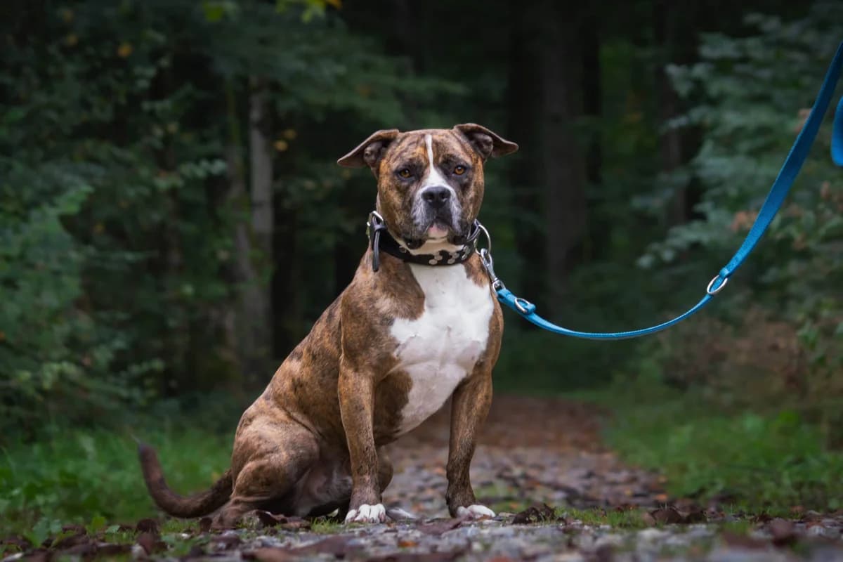 Milo (auf Pflegestelle), merle male 4yo American Bully for adoption at Berner Tierzentrum