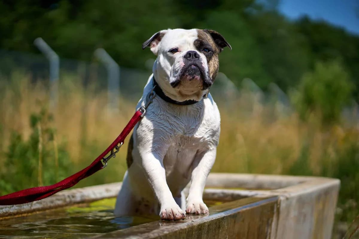 Zela, weiss female 5yo Mixed Breed for adoption at Berner Tierzentrum