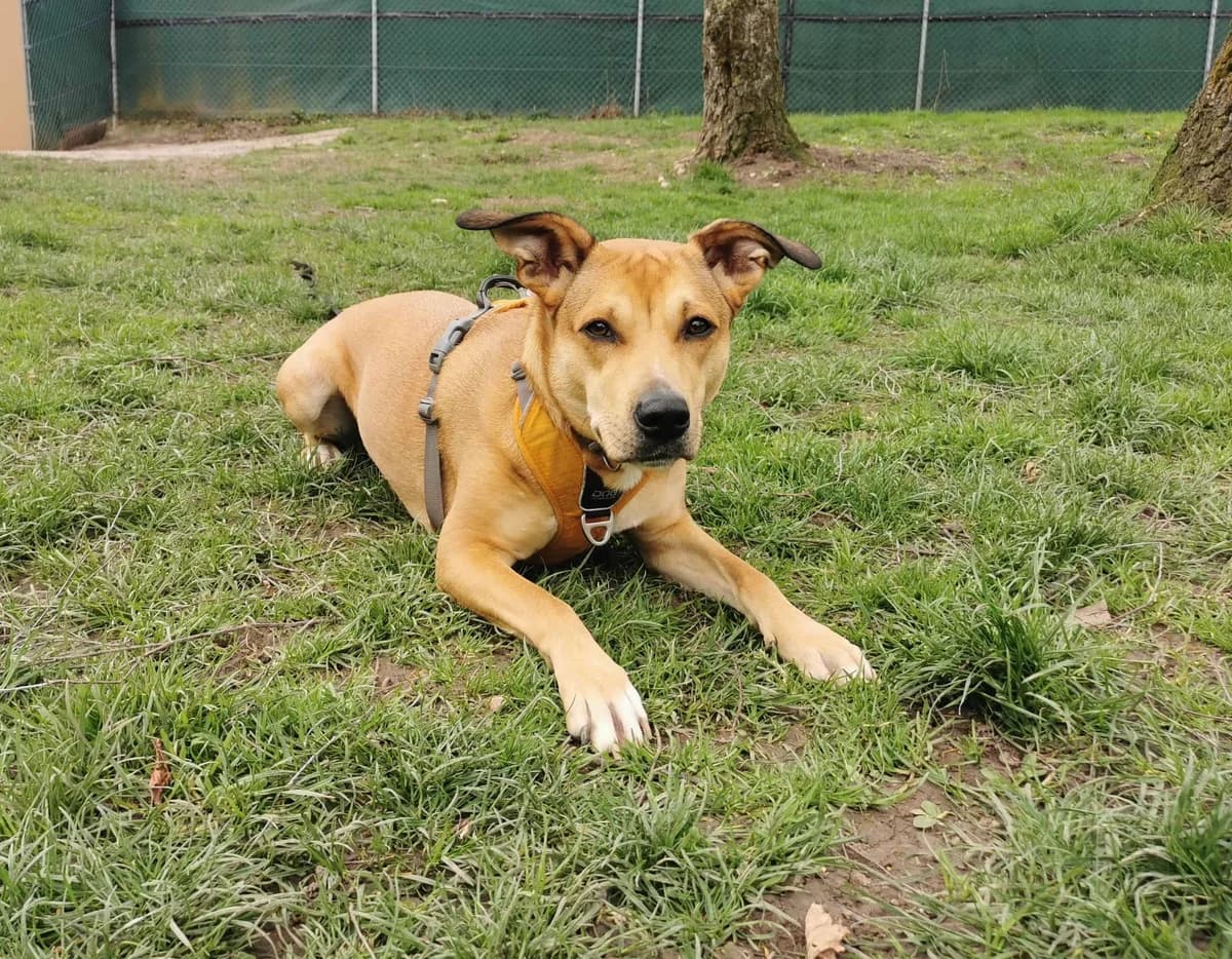 Piper, female senior Mixed Breed for adoption at Berner Tierzentrum