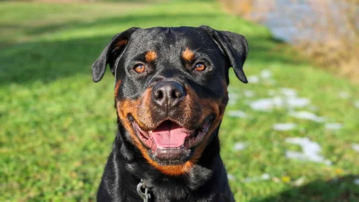 Ari, schwarz male 6yo Rottweiler for adoption at Berner Tierzentrum