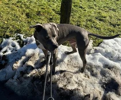 Scharik, grau male senior American Staffordshire Terrier for adoption at Berner Tierzentrum