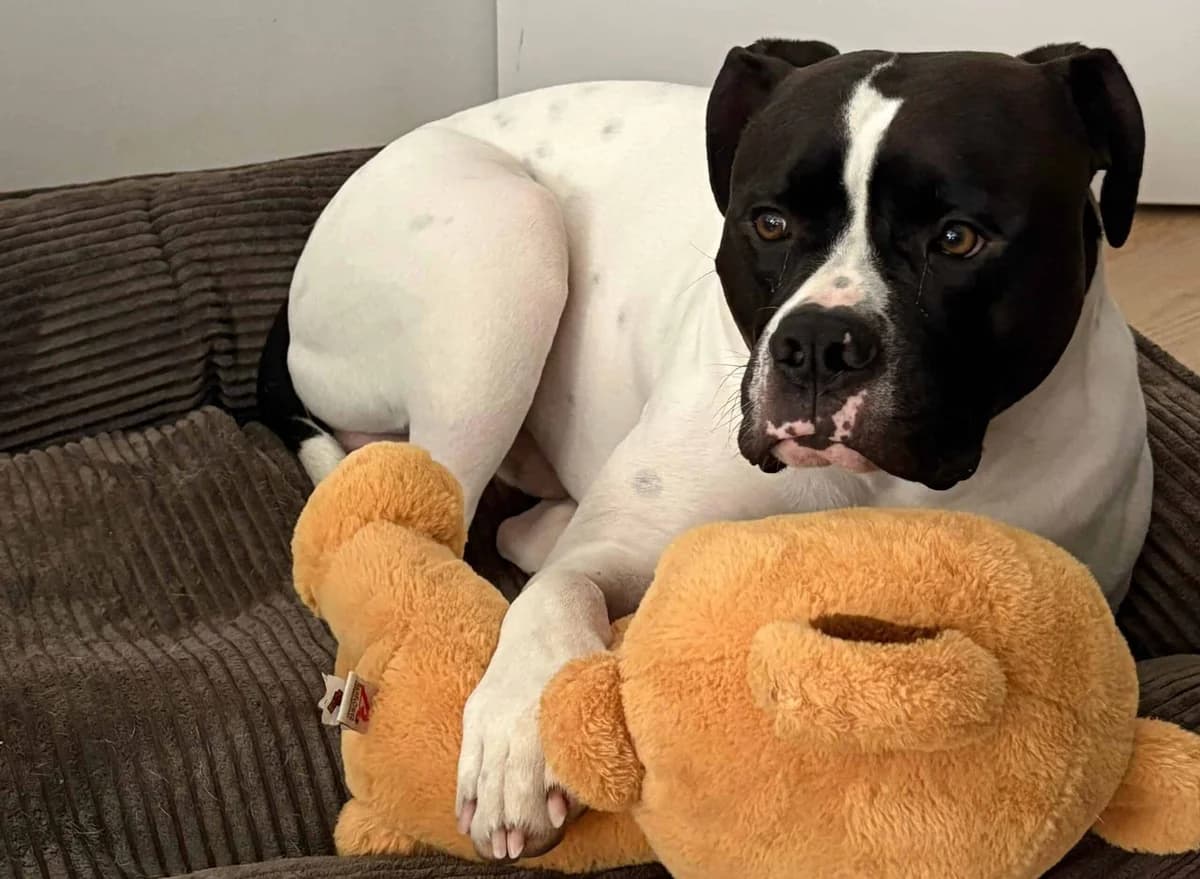 Beko, weiss male 3yo English Bulldog for adoption at Berner Tierzentrum