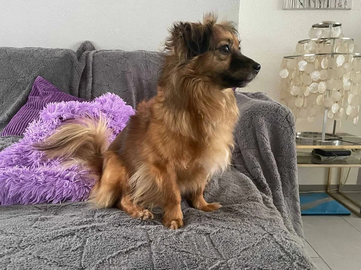 Penny, braun female senior Dachshund for adoption at Berner Tierzentrum