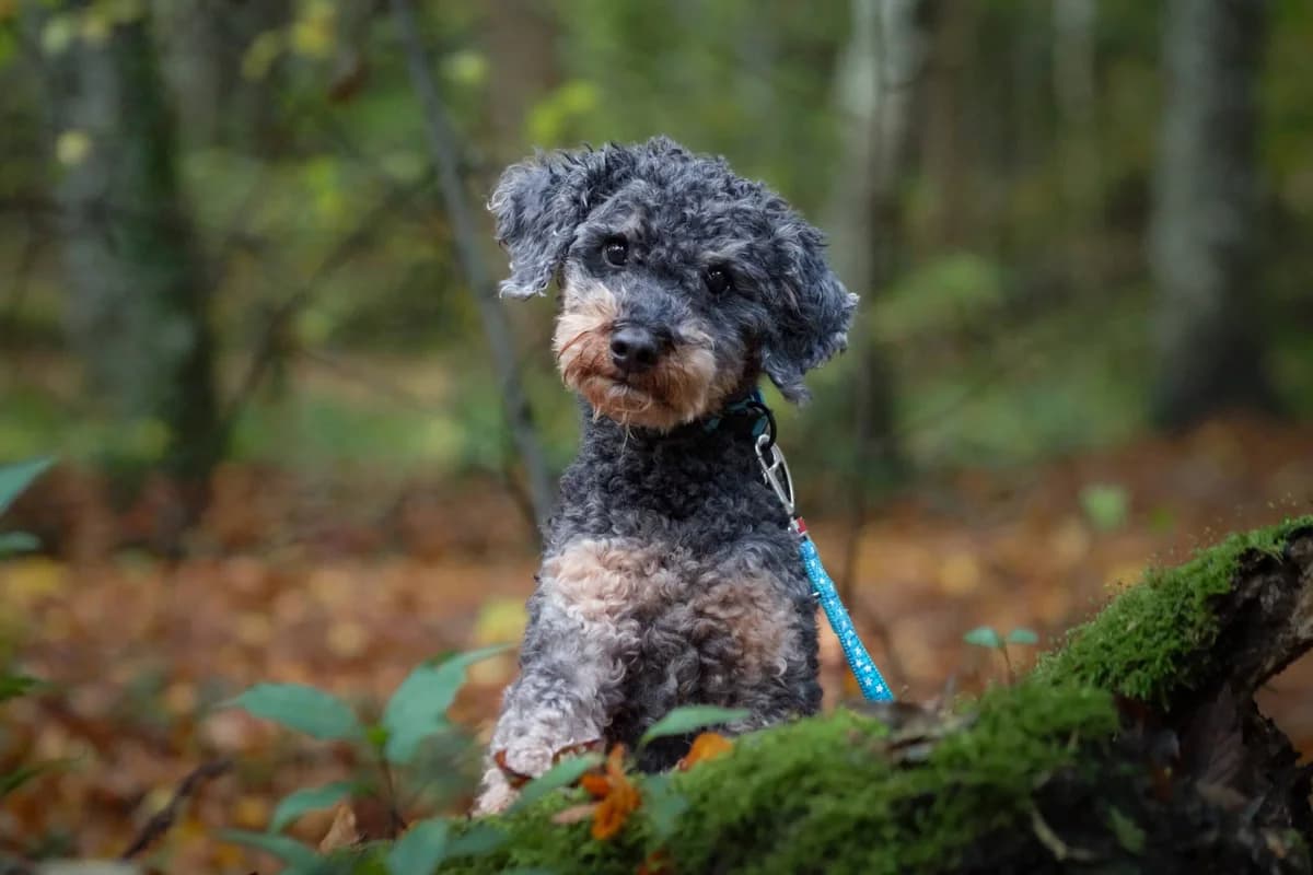 Maiko-Joschua, male senior Poodle for adoption at Berner Tierzentrum