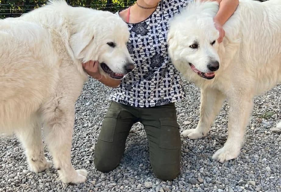 Momo & Neve, weiss male young mixed breed for adoption at Berner Tierzentrum