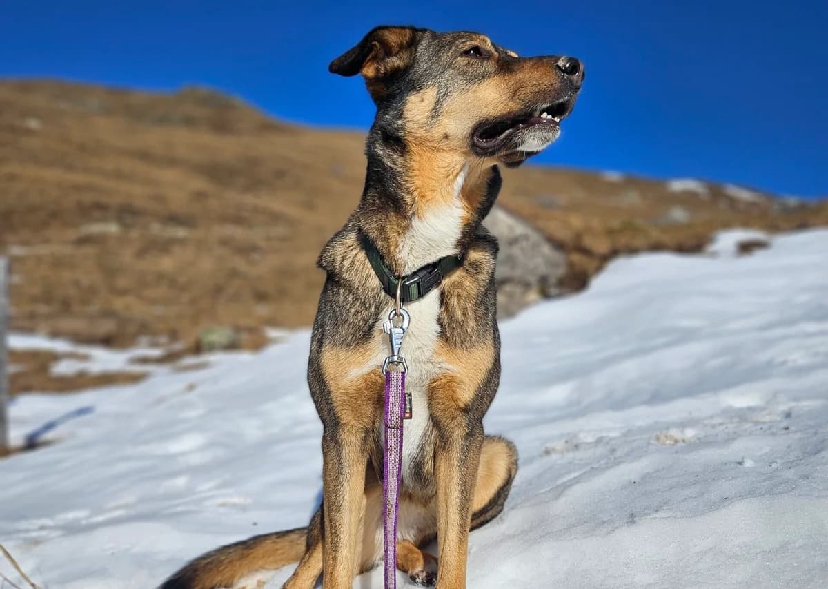 Ebba, braun female 6yo German Shepherd for adoption at Berner Tierzentrum