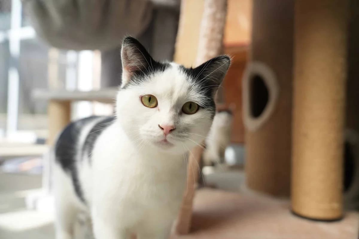 Draco, Severus & Bellatrix, schwarz male Mixed Breed Cat for adoption at Berner Tierzentrum