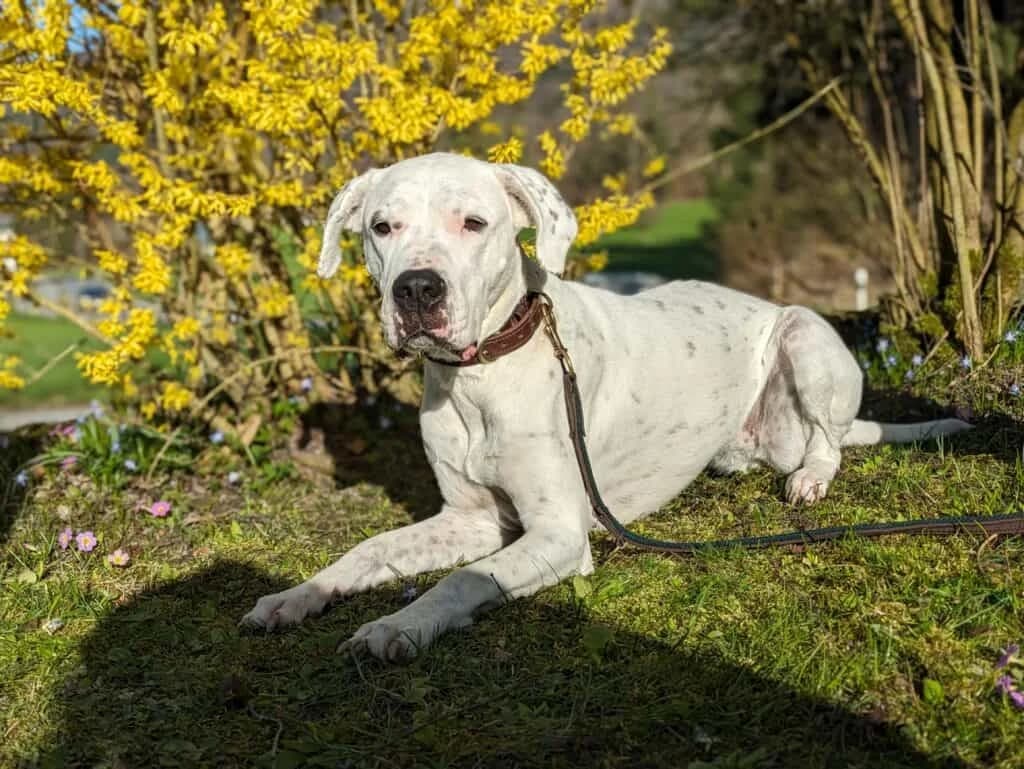 Sansa, weiss female senior Dogo Argentino for adoption at Berner Tierzentrum