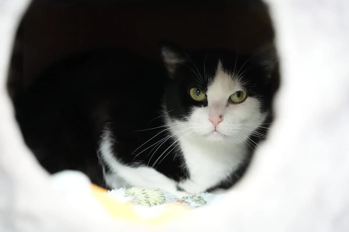 Bellatrix, schwarz female 4yo Mixed Breed Cat for adoption at Berner Tierzentrum